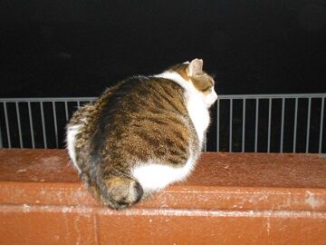 1月30日（10）仮