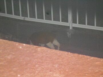 5月25日（22）仮