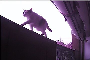 12月30日（22.65）仮