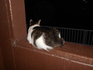 8月27日（66）仮