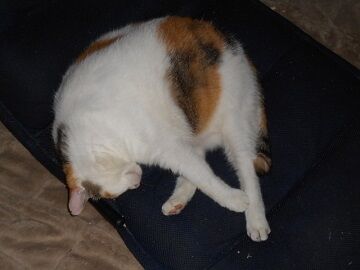 9月8日（6-3）仮