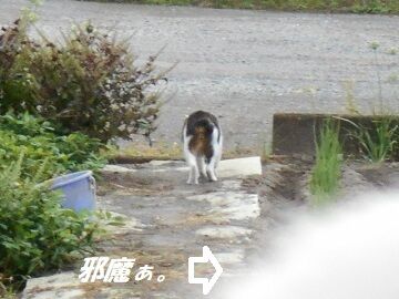10月3日（7-4）仮