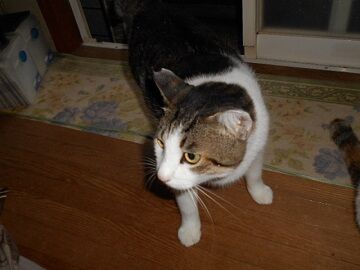 9月8日（5-3）仮