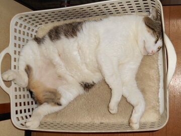 6月29日（56）仮