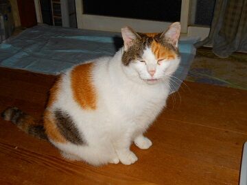 12月2日（49）仮