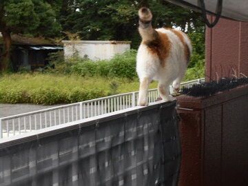 7月31日（58）仮