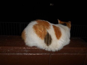 8月27日（65）仮