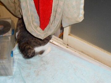 12月23日（9）仮