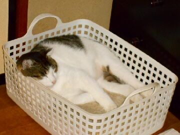 12月2日（46）仮