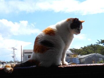 3月16日（32）仮