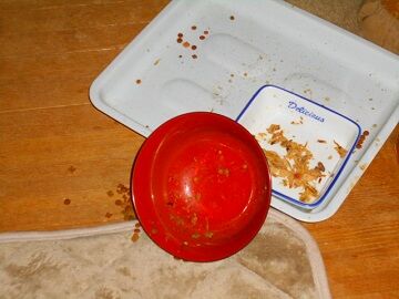 3月11日（12）仮