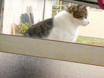 11月22日（24）仮