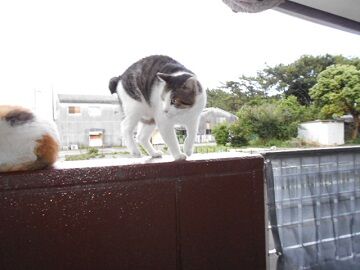 6月20日（54）仮