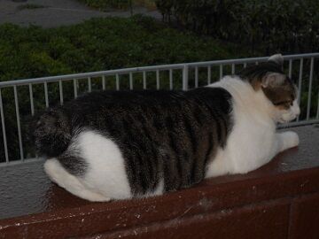 8月15日（28）仮