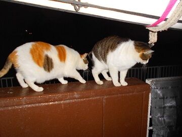 12月31日（27）仮