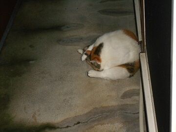 7月25日（29）仮