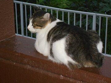 7月20日（32）仮