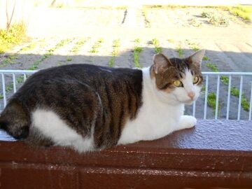 11月18日（29）仮