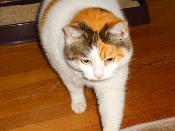 3月23日（13）仮