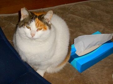 2月15日（10）仮