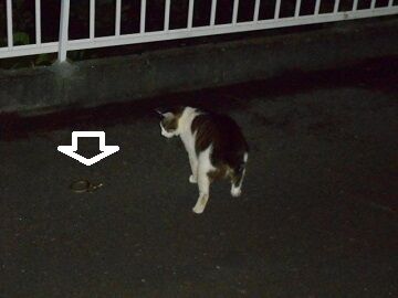 6月22日（11）仮