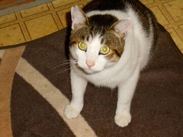 12月2日（26）仮