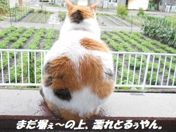 6月28日（19）仮