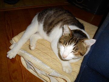 12月6日（19）仮