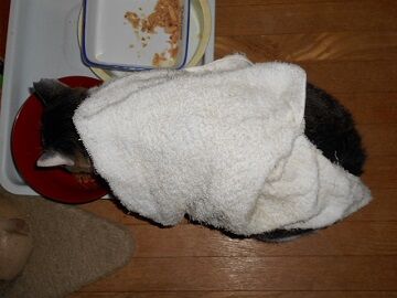 10月12日（19）仮