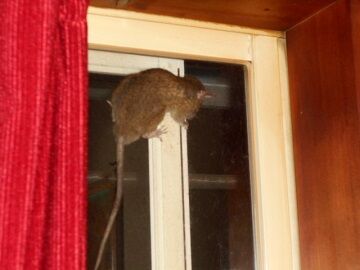 9月4日（104）仮