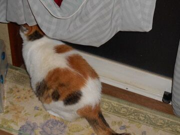 7月26日（59）仮