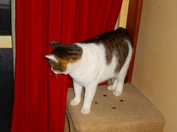 12月17日（26）仮