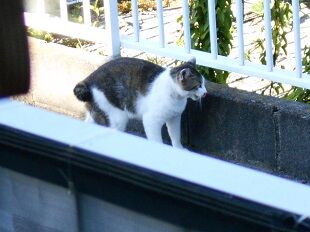 6月16日（31）仮