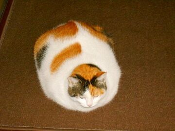 11月10日（2）仮