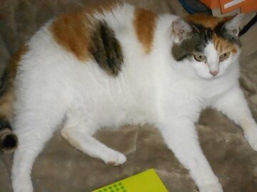 7月19日（26）仮