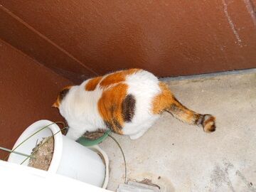 2月10日（32）仮