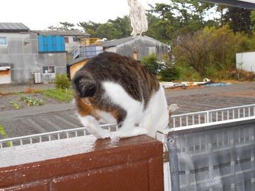 10月29日（2）仮