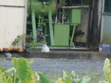 9月14日（6-1）仮