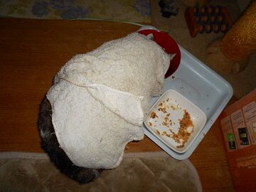 2月14日（33）仮