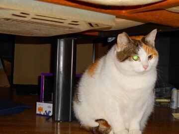 12月15日（53）仮