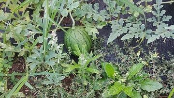 9月10日（17-2）仮