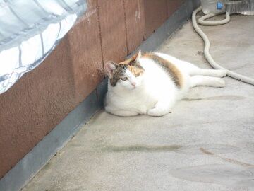 10月5日（36）仮