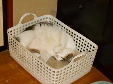 5月22日（66）仮