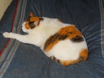 1月29日（34） 仮