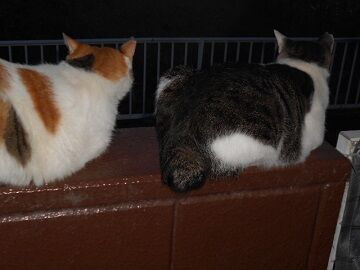 8月30日（21）仮