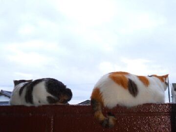 10月20日（21）仮