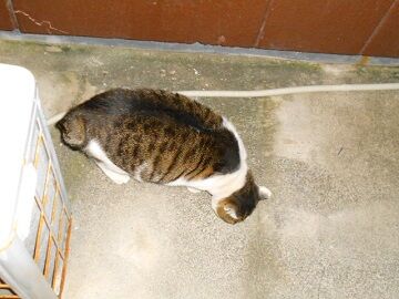 12月8日（55）仮