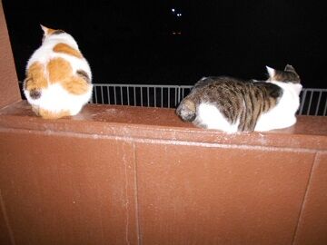 10月4日（22-14）仮