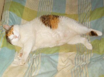 6月17日（23）使用