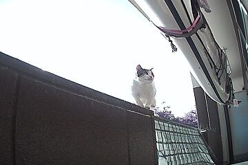 11月10日（74）仮